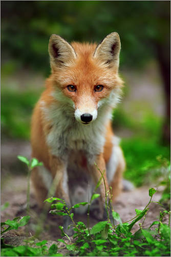 Poster Fox in the countryside