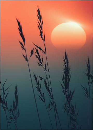 Poster Sunrise over grasses