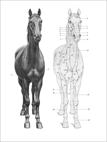 Poster Anatomy of the horse