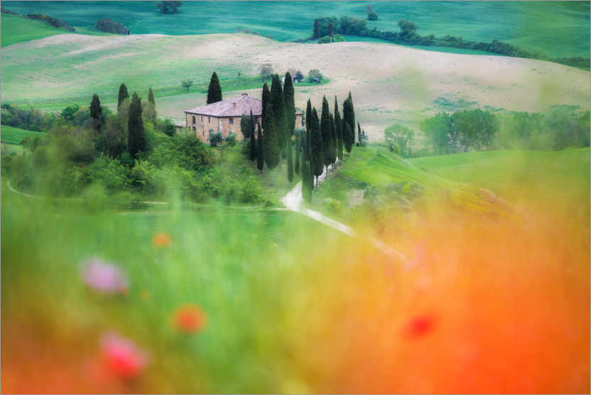 Poster Tuscany country house in the flower field