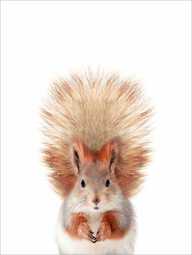 Poster Baby Squirrel