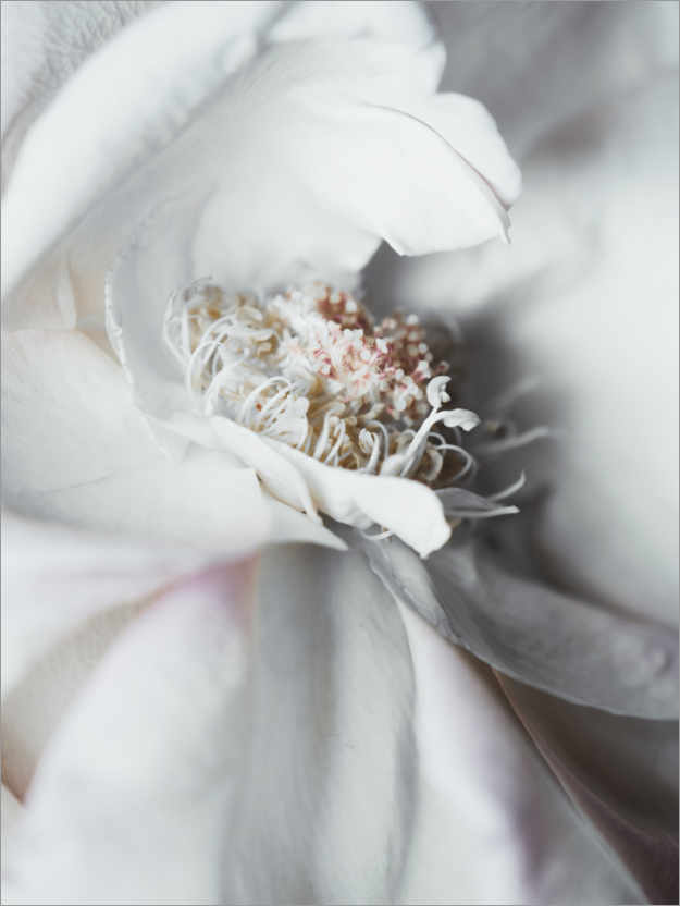Poster Elegant flower