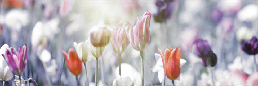 Poster Tulips in pastel colors