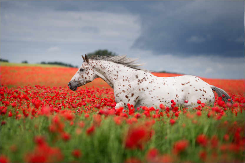 Poster White horse in the poppy field