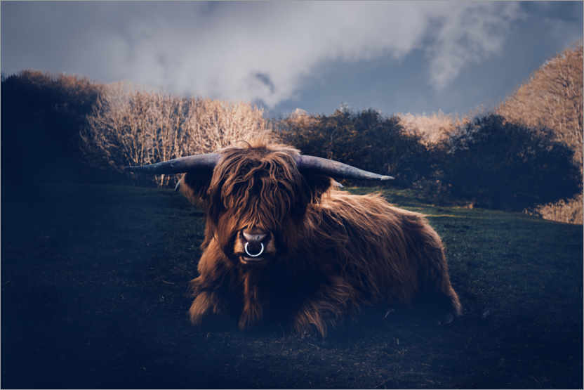 Poster Shaggy cattle in the meadow