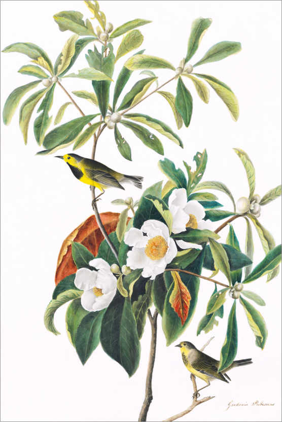 Poster Yellow-fronted Warbler