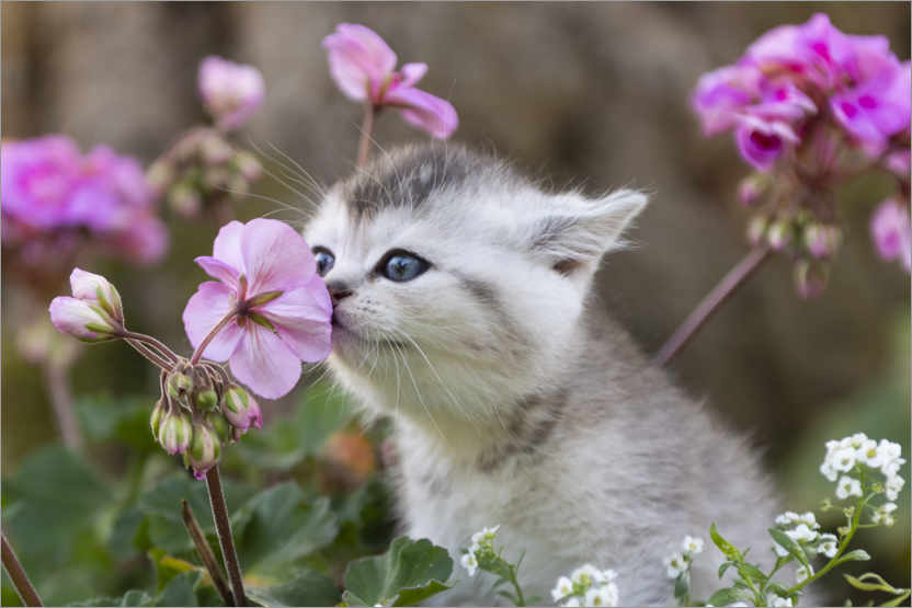 Poster Kitten between flowers
