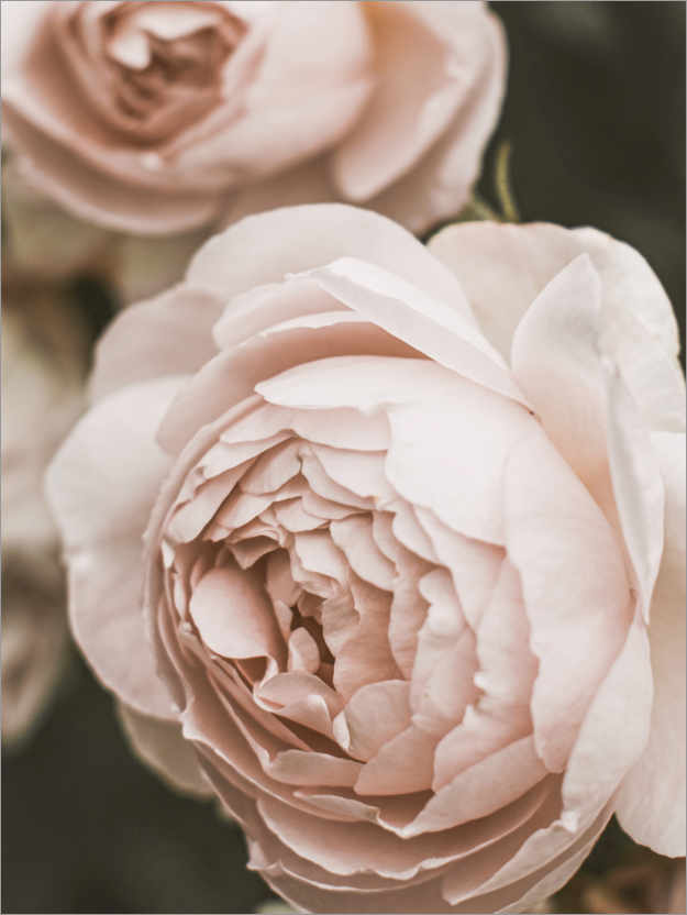 Poster Blush Rose