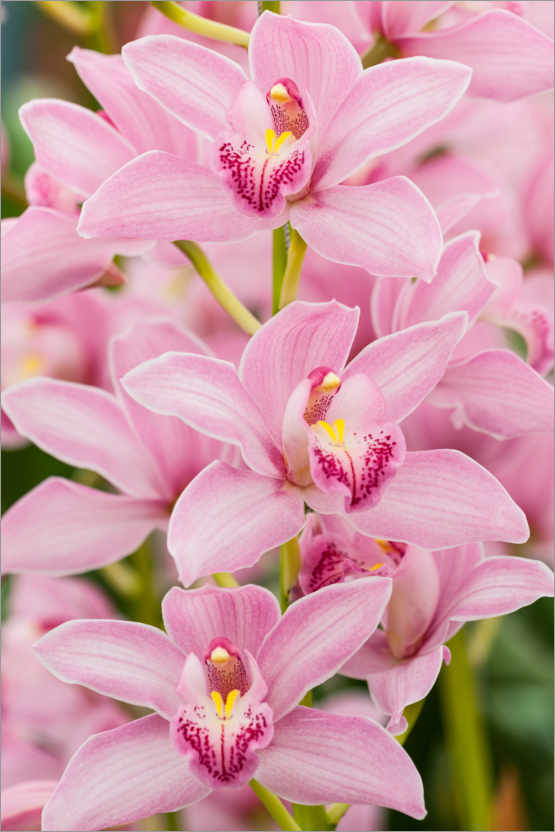 Poster Orchid I