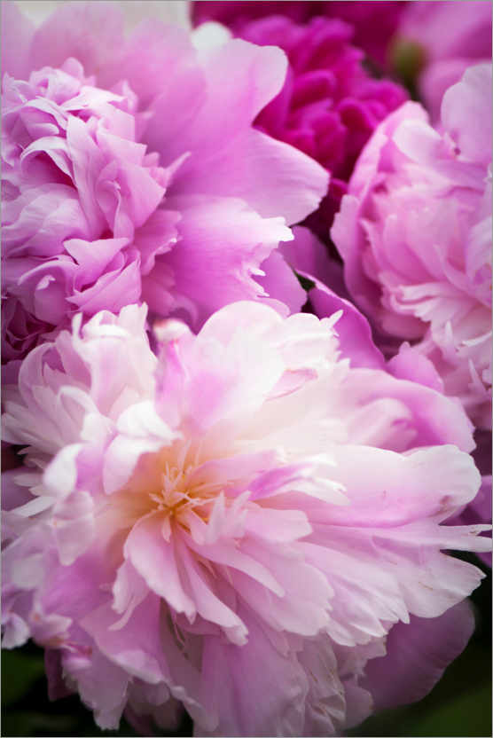 Poster Peony in bloom