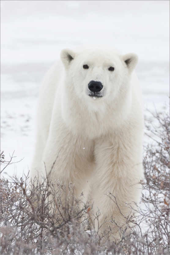 Poster Portrait of a polar bear