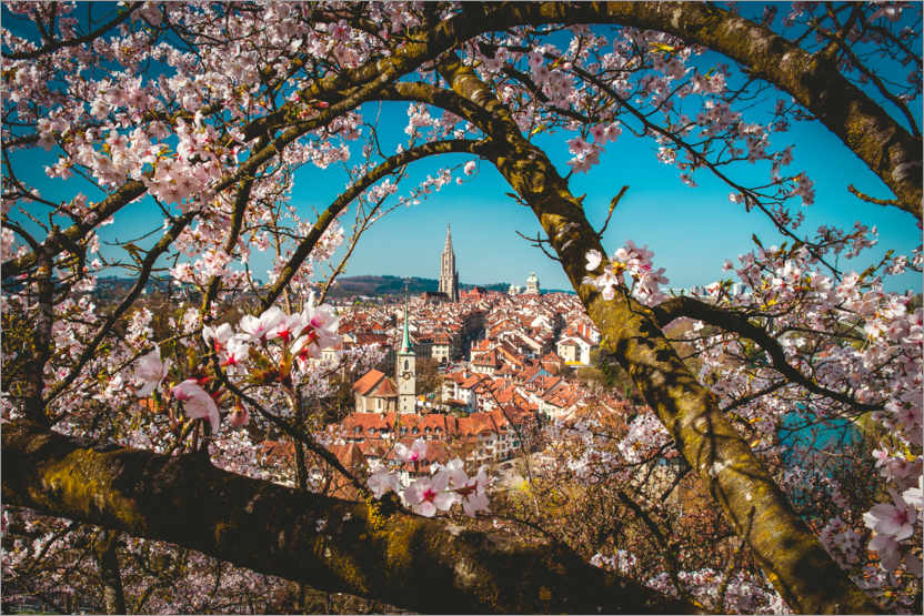 Poster Old town of Bern framed behind a cherry tree