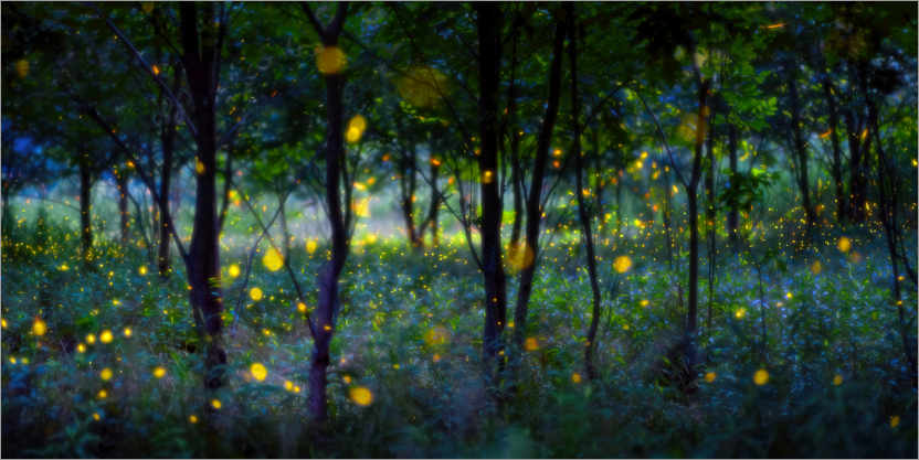 Poster Magic fireflies