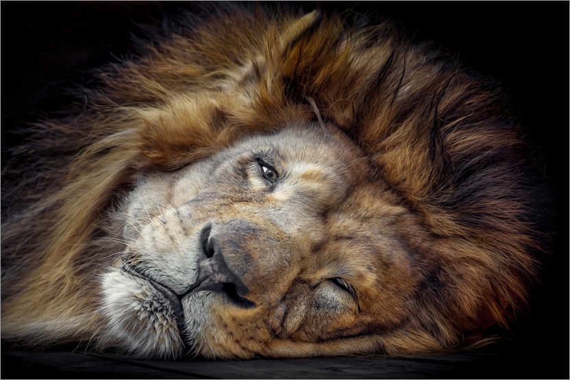 Poster Lion King