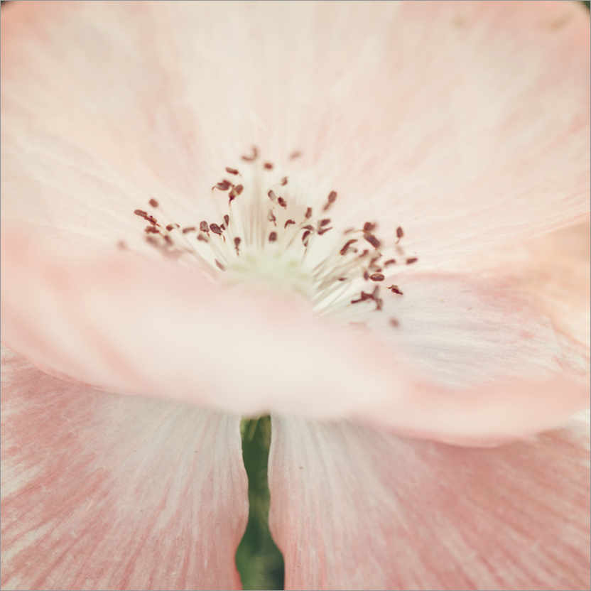 Poster Pink poppy flower