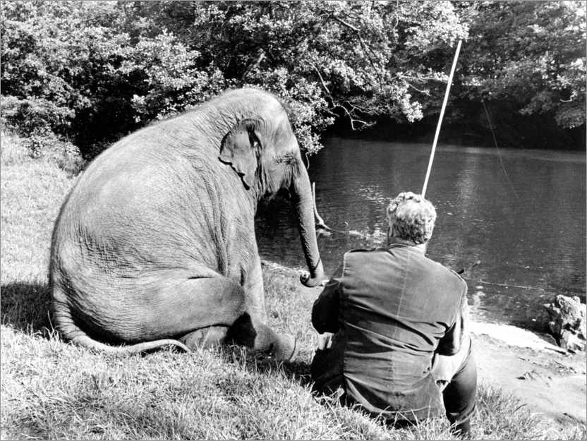 Poster Elephant and human sit together by the river