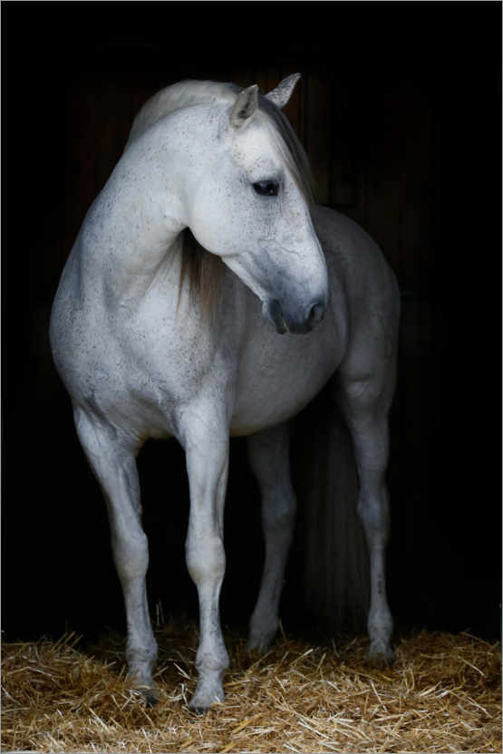 Poster Andalusian stallion