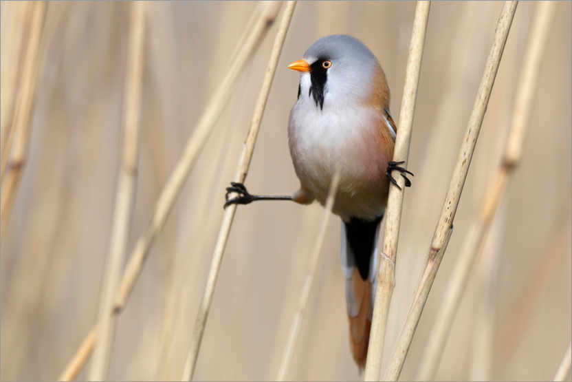 Poster Bearded tit between reeds