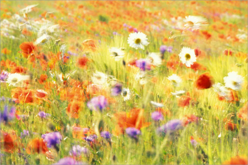Poster Field of poppies, daisies and cornflowers