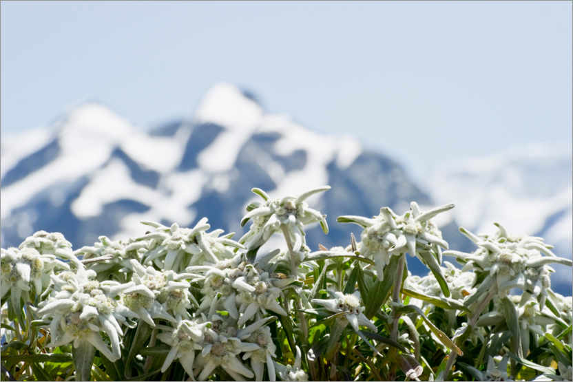 Poster Edelweiss in front of snow-capped mountains