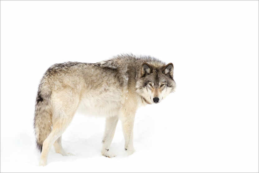 Poster Timber wolf wanders through the snow