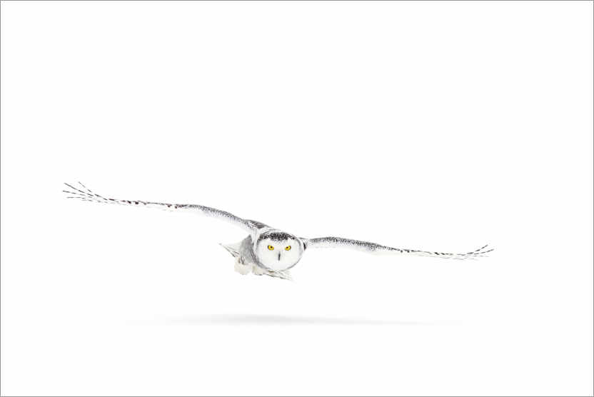 Poster Snowy owl on the hunt