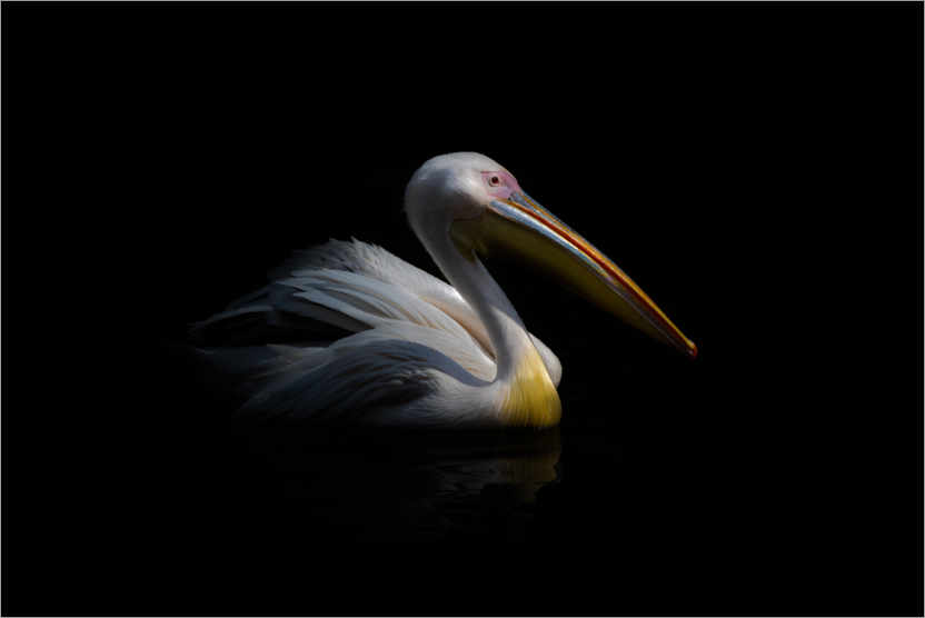 Poster Pelican in the dark ...