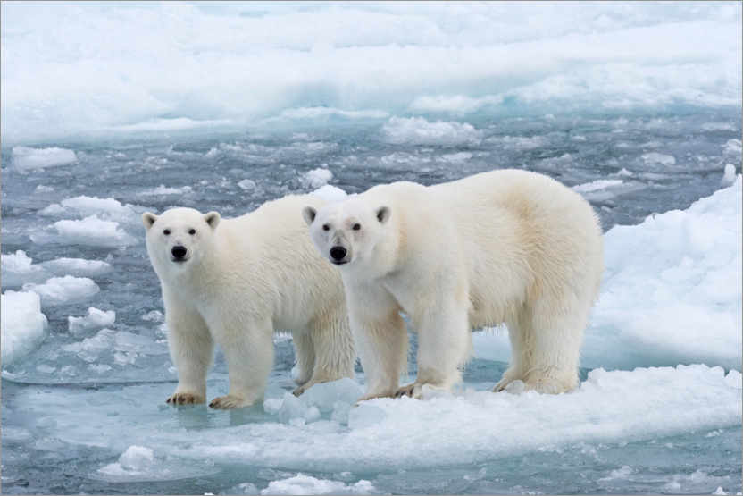 Poster Polar bears