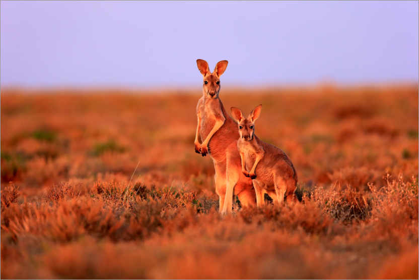 Poster Red giant kangaroos