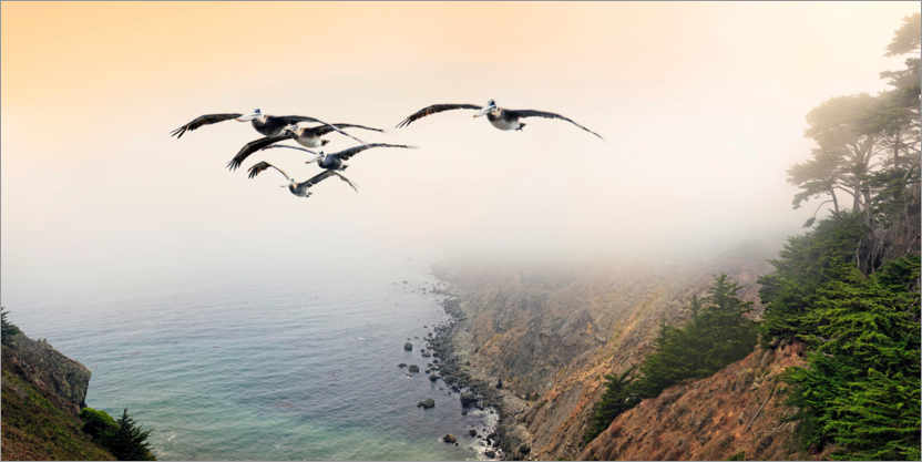 Poster Group of brown pelicans