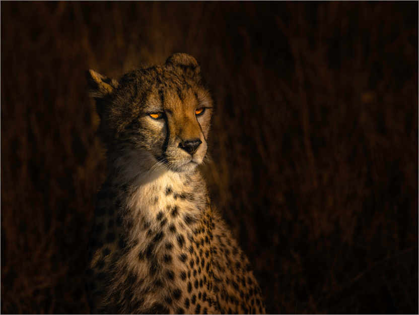 Poster Portrait of a cheetah