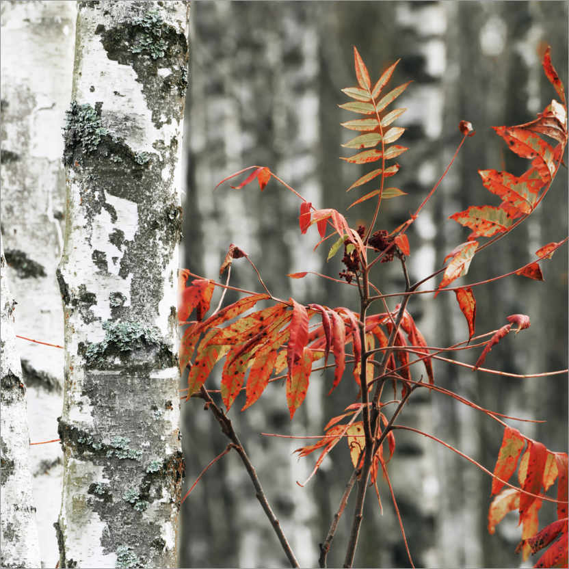 Poster Red autumn leaves against the background of white birches