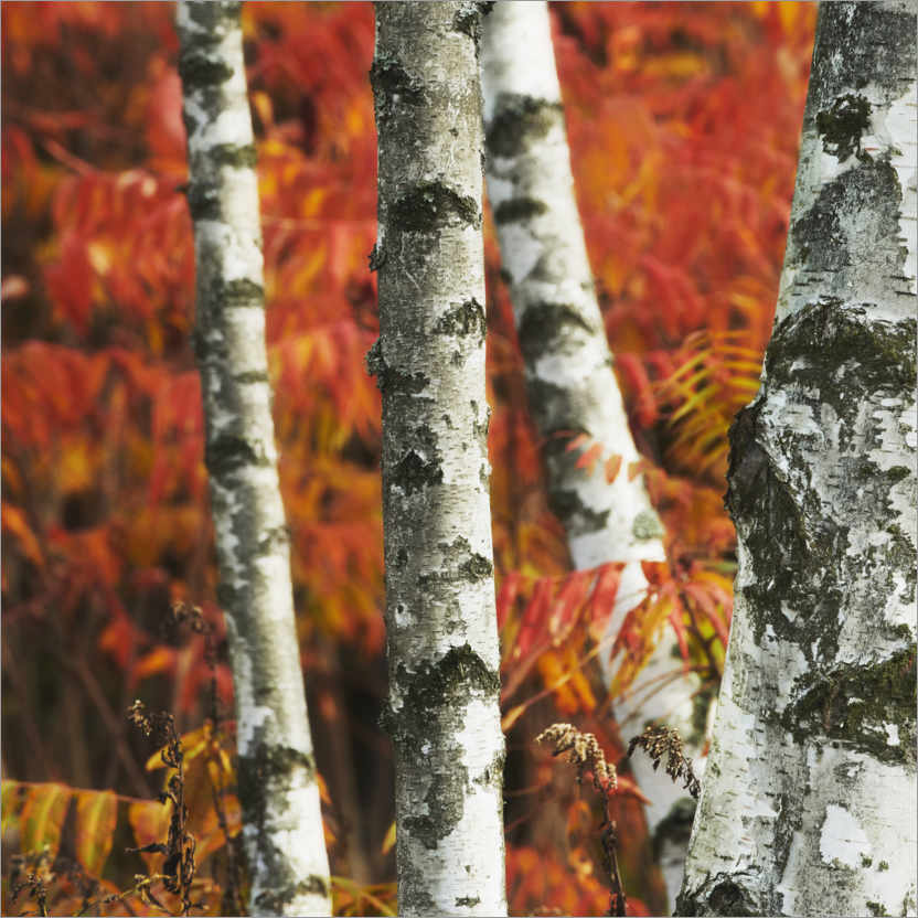 Poster White birches and red leaves