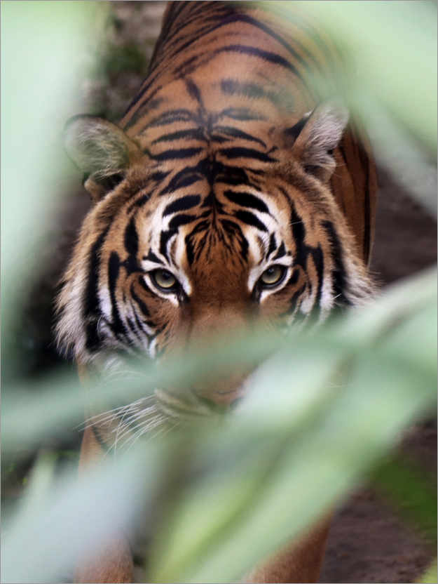 Poster Tiger on the prowl