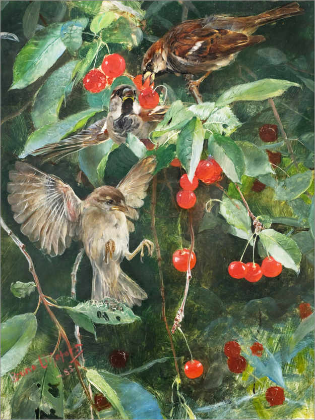 Poster Sparrows in a cherry tree