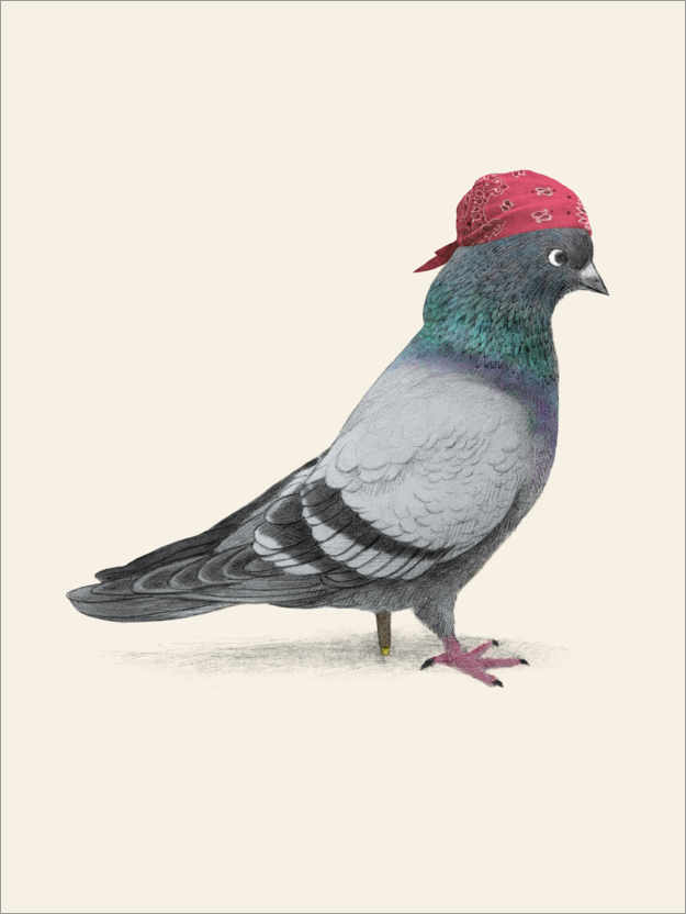 Poster Pirate Pigeon