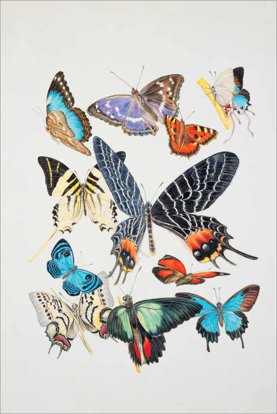 Poster Group of Lepidoptera insects