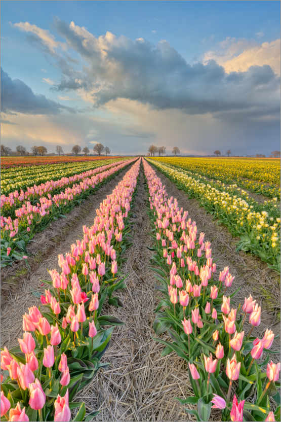 Poster Evening mood in a tulip field