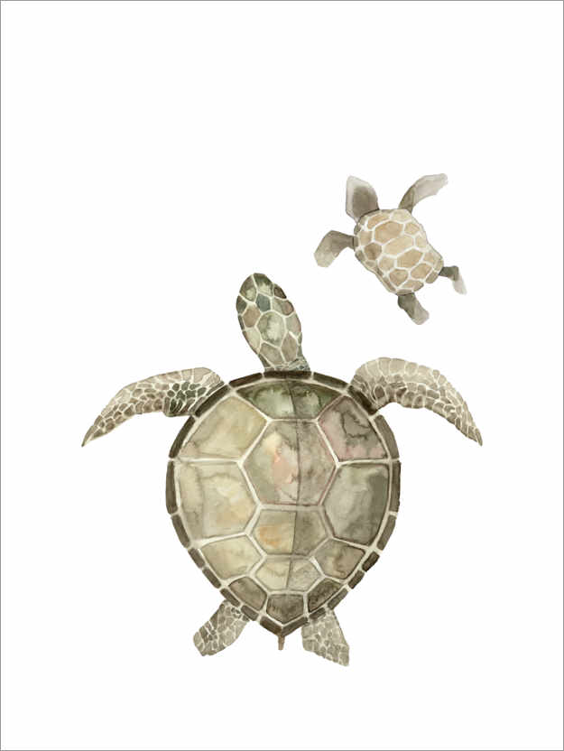 Poster Turtles