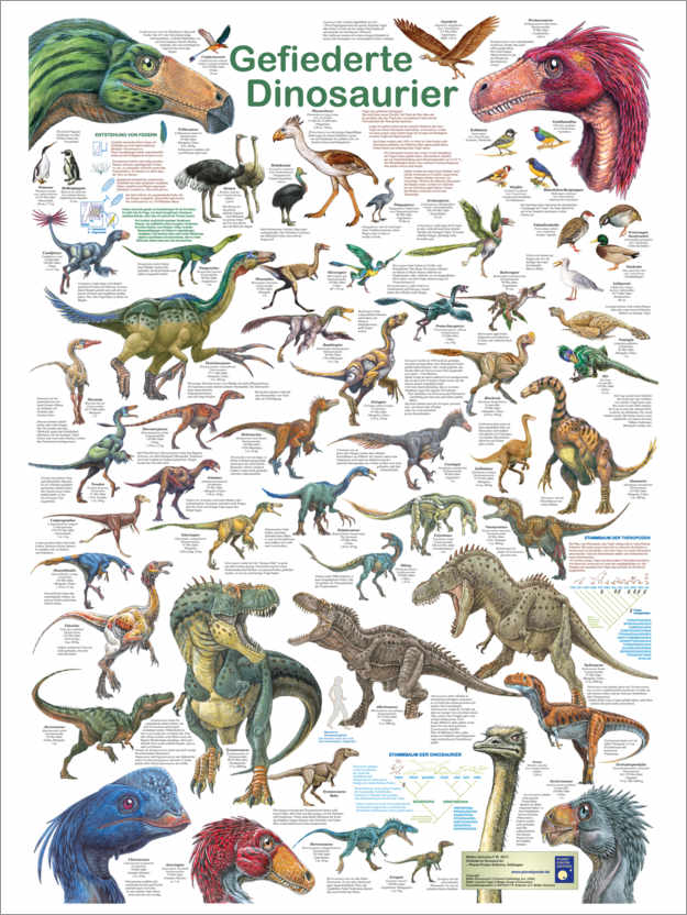 Poster Feathered dinosaurs (German)
