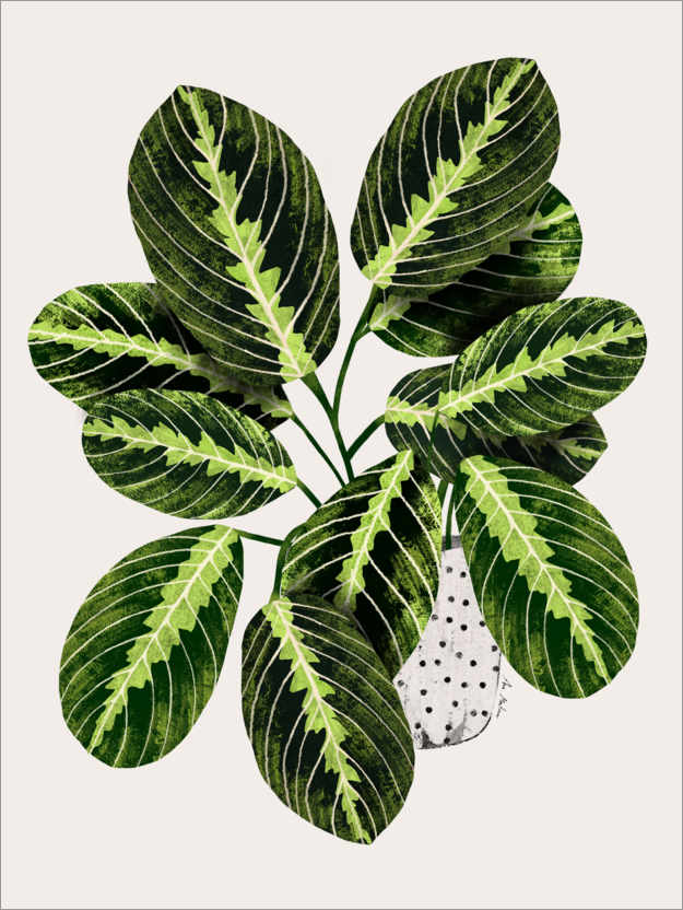 Poster Maranta plant