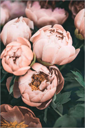 Poster Peonies in Pink