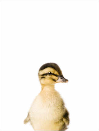 Poster Baby duck