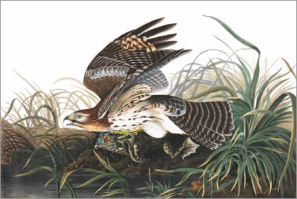 Poster Red-shouldered falcon and prey