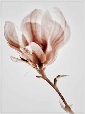 Poster Blooming magnolia