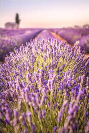 Poster Lavender field in Provence