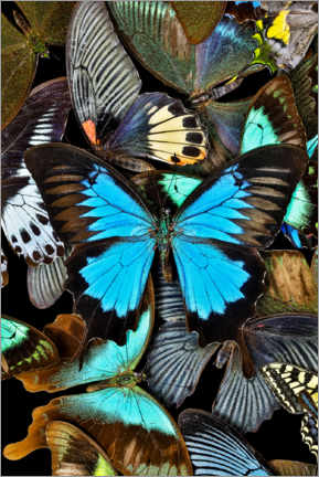 Poster Iridescent Butterflies II