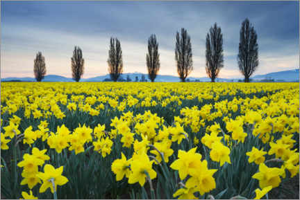 Canvas print  Fields with yellow daffodils II - Alan Majchrowicz