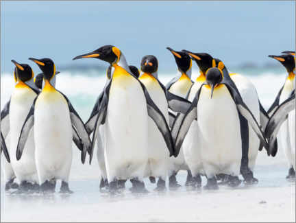 Poster  King penguin - Martin Zwick
