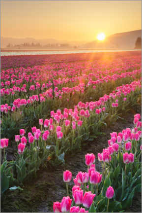 Poster Sunrise over the tulip fields
